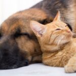 How to Keep the Cost of Pet Care Down